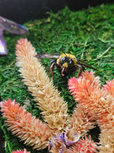 Load image into Gallery viewer, Shadow Box - Jaw bones with Flowers and Bees