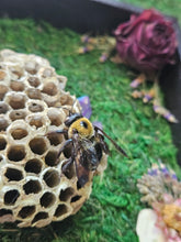 Load image into Gallery viewer, Shadow Box - Jaw bones with Flowers and Bees
