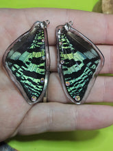 Load image into Gallery viewer, Madagascar Sunet Moth Earrings
