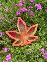 Load image into Gallery viewer, Cannabis Leaf Ashtray
